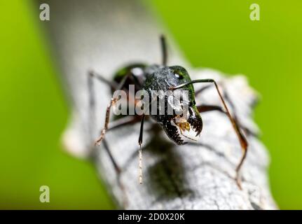 Camponotus xerxes, die riesige Schwarze Ameise in den Vereinigten Arabischen Emiraten Stockfoto