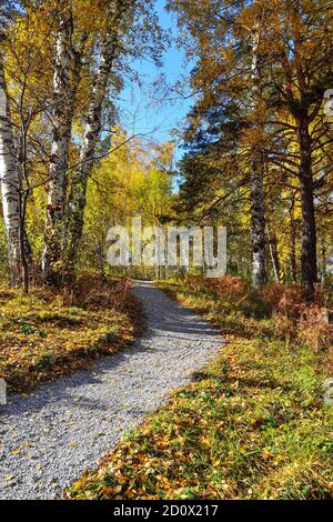 Schotter gewundener Weg durch den Herbst bunten Wald auf Hügel. Weiße Stämme und goldenes Laub von Birken, grüne Nadeln von Kiefern, rotes trockenes Gras Stockfoto