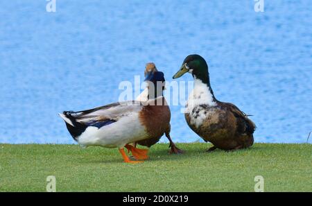 Drei Enten auf dem Golfplatz. Mit einer Kulisse aus See und Gras Stockfoto