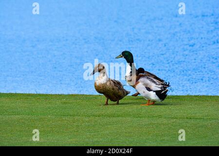 Drei Enten auf dem Golfplatz. Mit einer Kulisse aus See und Gras Stockfoto