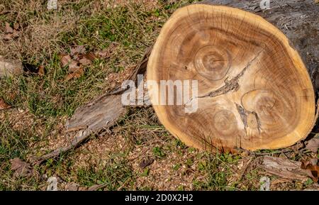 Das Studium der Baumringe wird Dendrochronologie genannt und ist nützlich bei der Bestimmung des Alters von Holz. Dieser Mimosenbaum in Missouri hat ein schönes Muster. Stockfoto