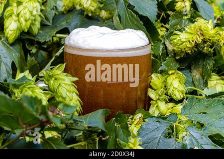 Das frische Bier mit Blasen in einem Glas, umgeben von grünem Hopfen, aus der Nähe. Stockfoto