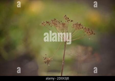 Trockener Regenschirm Sprossen aus Dill wachsen im Abendgarten Stockfoto