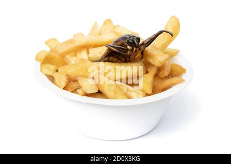 Das Angebot eines Fastfood mit essbaren Insekten. Ein frittierter Riesenwasserkäfer - Lethocerus indicus mit Pommes frites in einer Tasse. Stockfoto