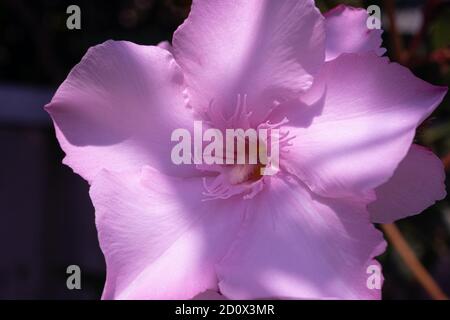 Blühender rosa Oleander blumenoder Nerium im Garten. Selektiver Fokus. Die besten zarten Sommerblumen . Stockfoto