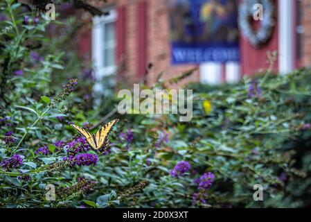 Östlicher Tigerschwalbenschwanzschmetterling (Papilio glaucus) auf violetten Blüten in Atlanta, Georgia. (USA) Stockfoto