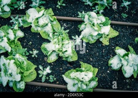 Salatpflanzen unter Schnee bedeckt in Hochbeet Garten in der Nähe von Dallas, Texas, USA Stockfoto