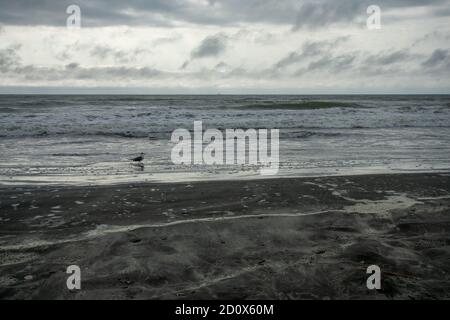 Eine Möwe am Strand spielt im Meer mit Ein dramatischer stürmischer Himmel dahinter Stockfoto