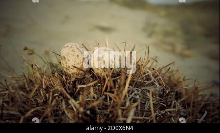 Nahaufnahme von zwei kleinen Eiern mit Vogelnest in Nature Wildlife Stockfoto