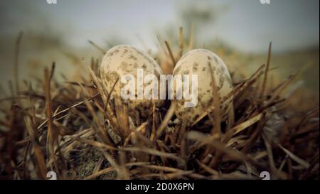 Nahaufnahme von zwei kleinen Eiern mit Vogelnest in Nature Wildlife Stockfoto