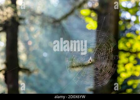 Spinnennetz zwischen Bäumen aufgehängt. Stockfoto