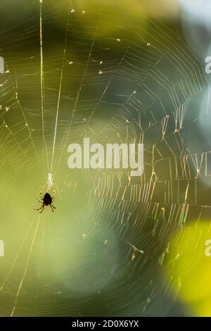 Spinne im Netz mit Sonneneinstrahlung Hintergrund suspendiert. Stockfoto