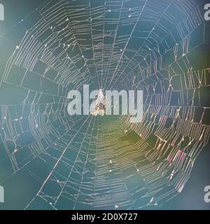 Schöne runde komplizierte Spinnennetz auf blauem Hintergrund. Stockfoto