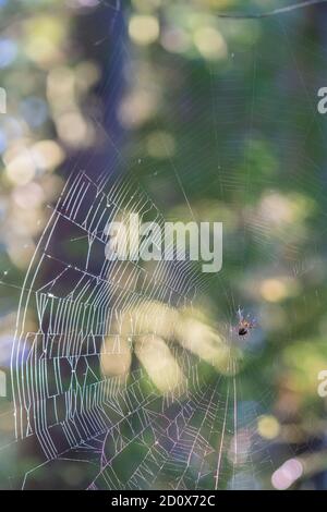 Spinne im Netz mit Sonne und Bäumen im Hintergrund. Stockfoto