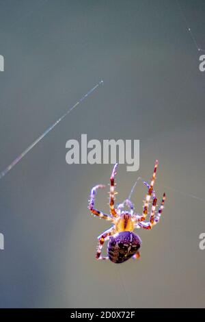 Rote und schwarze Spinne im Netz warten auf ihre Beute. Stockfoto