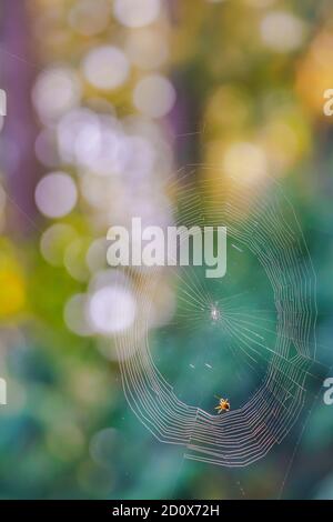 Spinnennetz in der Morgensonne mit buntem Bokeh Hintergrund. Stockfoto