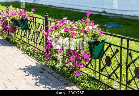 Dekorative Blumen auf dem Zaun an der Stadtstraße im Sommer sonnigen Tag, städtische Floristik Stockfoto