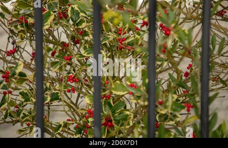 Rote Beeren von bunten Stechpalme hinter einigen Bars und vor einem hellen Hintergrund gesehen. Stockfoto