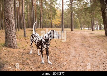 Hund Rasse Dalmatiner auf einem Spaziergang schönes Porträt.Porträt von dalmatiner in einem Kragen für einen Spaziergang in einem Wald.Süße niedlichen Hund Welpen zu Fuß im Freien. Niedlich Stockfoto