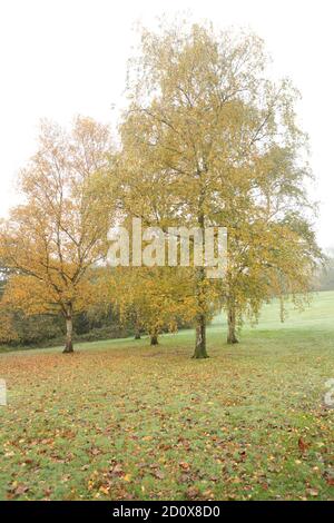 Silberne Birken in einer Landschaft in London während eines nebligen Morgen im Herbst mit gelb gefärbten Blättern gesehen. Stockfoto