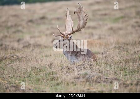 Damwild (Dama dama) Männchen, meist als Bock bekannt, in Ruhe Stockfoto