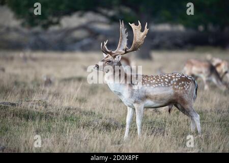 Damwild (Dama dama) Männchen, meist als Bock bekannt, zu Beginn der Brunft oder Brutzeit Stockfoto