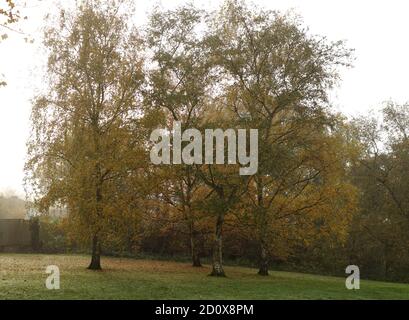 Silberne Birken in einer Landschaft in London während eines nebligen Morgen im Herbst mit gelb gefärbten Blättern gesehen. Stockfoto