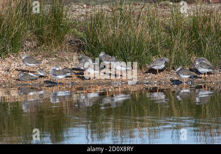 Eine Gruppe von Watvögeln, hauptsächlich Rotschenkel (Tringa totanus), aber auch zwei Dunlin (Calidra alpina) an einem Hochwasserstand Stockfoto