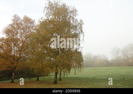 Silberne Birken in einer Landschaft in London während eines nebligen Morgen im Herbst mit gelb gefärbten Blättern gesehen. Stockfoto