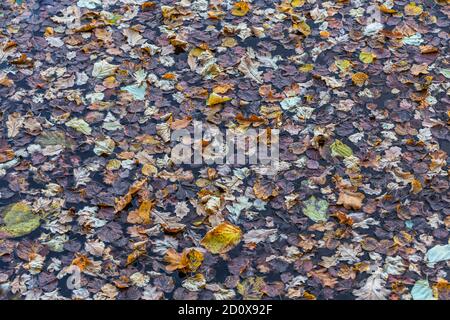 Viele schwebende Herbstblätter, Vollformat Hintergrund Stockfoto