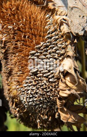 Getrockneter Sonnenblumenkopf, Samen bereit für die Ernte, Jersey, Kanalinseln Stockfoto