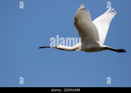 Weißer Löffler im Flug mit einer modernen Spiegelreflexkamera fotografiert In der Natur Stockfoto