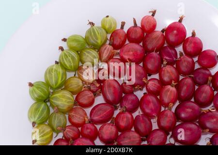 Reife Stachelbeeren in einer weißen Platte auf einem hellgrünen Hintergrund. Stockfoto