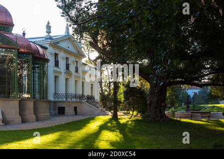 Lenck-Villa erbaut 1890, renoviert 2020, ein riesiger Ginkgo biloba Baum im Garten, Sopron, Ungarn Stockfoto