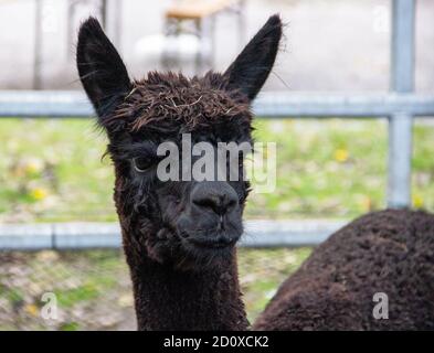 Seitenansicht eines Kopfes eines Alpaka mit schwarzem Fell, Vicugna pacos Stockfoto