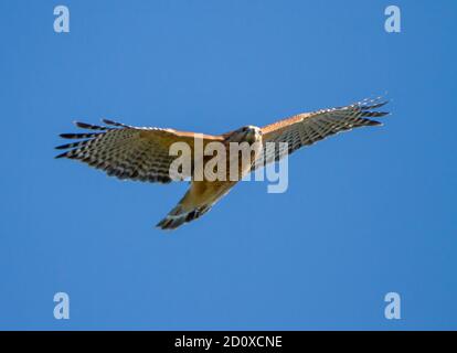 Ein rotschulteriger Falke, der in der späten Nachmittagssonne in einem strahlend blauen Himmel aufragt. Stockfoto