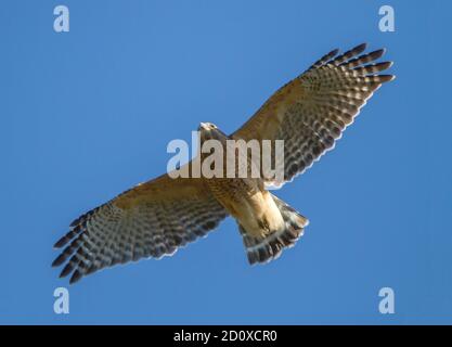 Ein rotschulteriger Falke, der in der späten Nachmittagssonne in einem strahlend blauen Himmel aufragt. Stockfoto