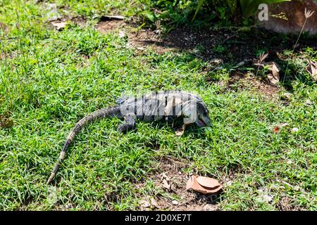 Isoliertes Leguan im Tulum National Park an der Riviera Maya (Tulum, Yucatan, Mexiko). Stockfoto