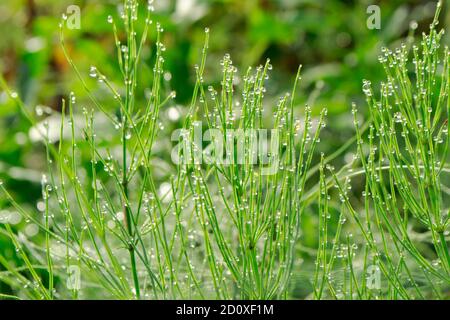 Schachtelhalm grünes Gras mit Tautropfen im Sommer, Morgentau tropft auf einen Stiel Schachtelhalm Stockfoto