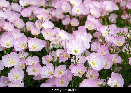 Rosa Nachtkerzenblüten (Oenothera speciosa) aus nächster Nähe Stockfoto