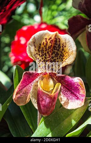 lady's-Slipper Orchidee Blume im botanischen Garten in Singapur Stockfoto