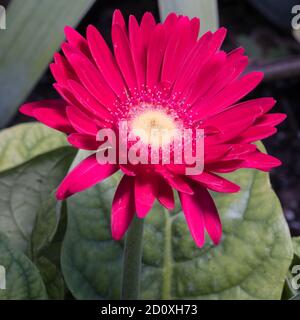 Gerbera jamesoni auch als Barberton Daisy oder Transvaal Daisy bekannt Ist eine einheimische blühende Pflanze aus dem Südosten Afrikas Stockfoto