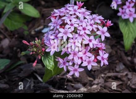 Pentas lanceolata oder Egyptian Star-Cluster ist eine blühende Pflanze, die in vielen Teilen Afrikas sowie im Jemen beheimatet ist. Eine Gärtnerpflanze oft in Schmetterlingsgärten Stockfoto