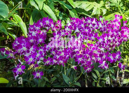 Lila Orchideen mit tropischen Pflanzen im botanischen Garten in Singapur Stockfoto