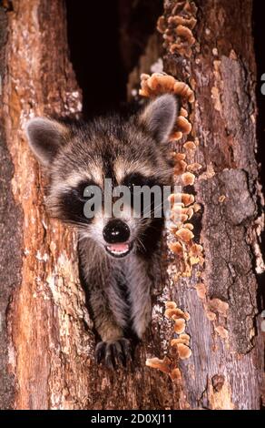 Little Raccoon, Procyon lotor, späht aus einem mit Flechten bedeckten Baum, Missouri, USA Stockfoto