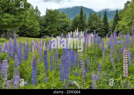 Sommerzeit in Sugar Hill, New Hampshire. Feld von bunten blauen, rosa und weißen Lupine mit Nebel heben von Cannon Mountain in Franken Kerbe. Stockfoto