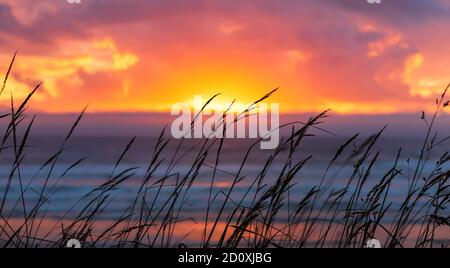 Grassilhouette mit einem dramatischen Sonnenuntergang über dem Meer Stockfoto