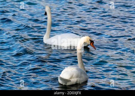 Zwei weiße Cygnus-Schwäne schwimmen im blauen Wasser mit kleinen Wellen. Die großen Vögel haben orangefarbene Schnäbel, lange Hälse, weiße Federn und schwarze Augen. Stockfoto