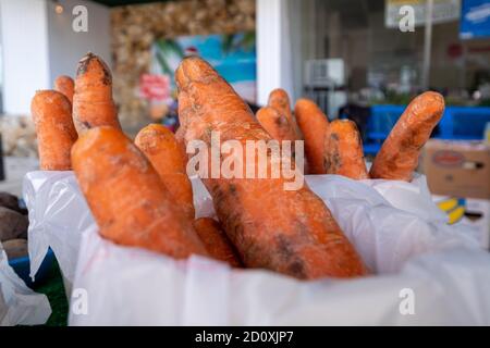 Große dicke leuchtend orange Karotten in kleinen Körben mit weißen Plastikeinlagen an einem Bauernmarkttisch gestapelt. Stockfoto