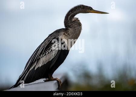 Weibliche Anahinga Vogel Pirched auf Geländer in Everglades Stockfoto